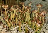 Cladonia gracilis subspecies turbinata. Таллом с апотециями. Карелия, Лахденпохской р-н, окр. пос. Ихала, хвойное мелколесье на каменистом склоне. 13,.09.2011.