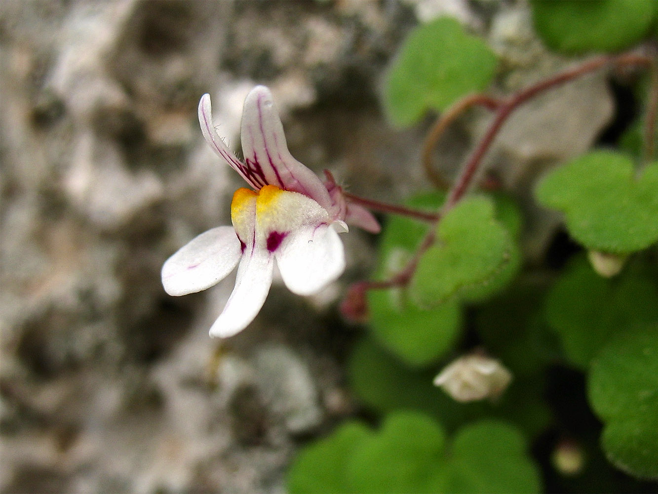 Изображение особи Cymbalaria acutiloba ssp. dodekanesi.