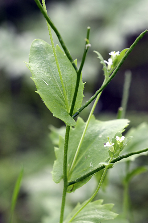 Image of Arabis montbretiana specimen.