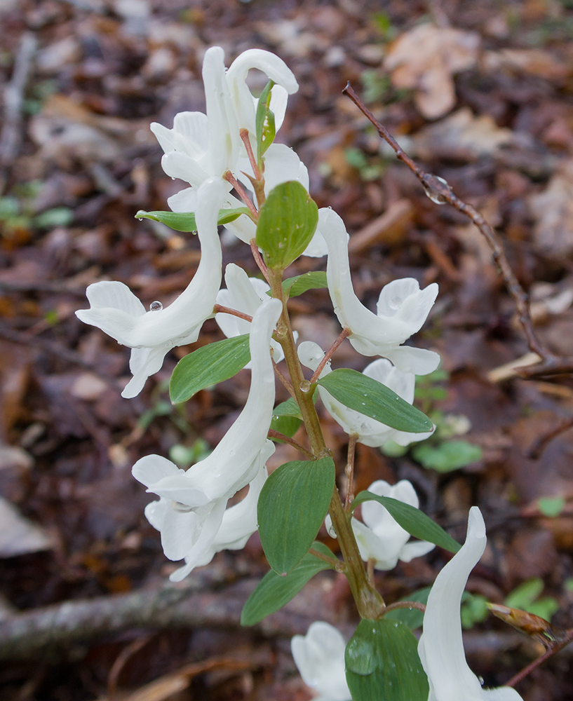 Image of Corydalis caucasica specimen.