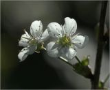 Cerasus vulgaris. Цветки. Московская обл., Раменский р-н, окр. дер. Хрипань, садовый участок. 16.05.2021.