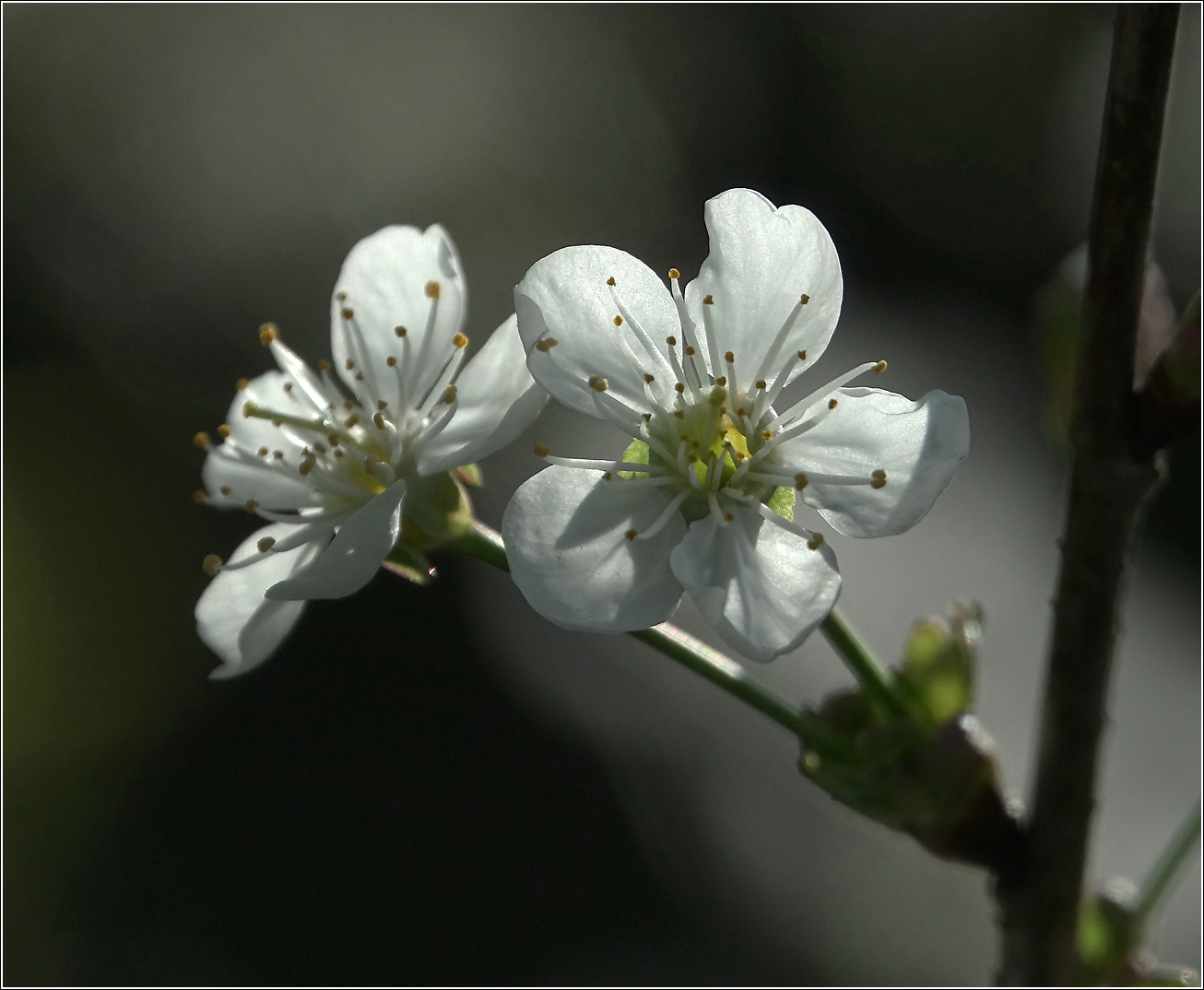 Изображение особи Cerasus vulgaris.