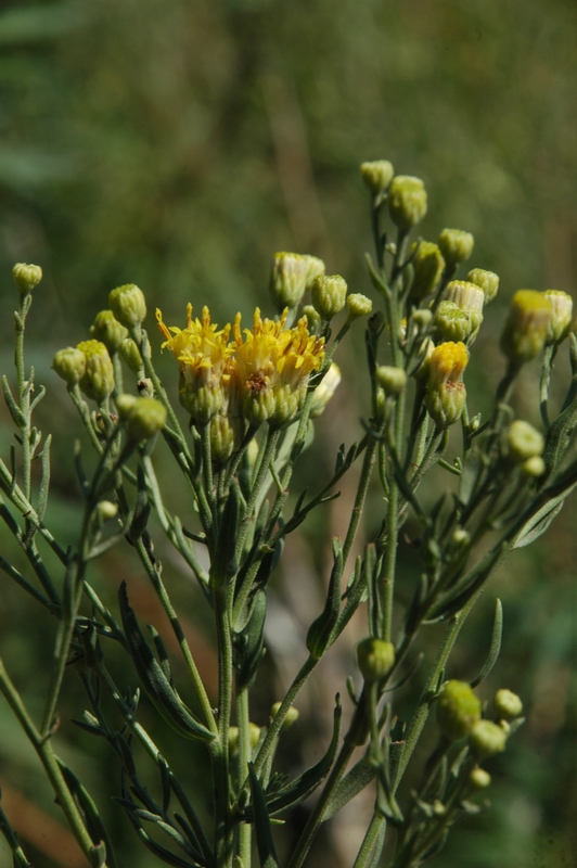 Image of Galatella biflora specimen.