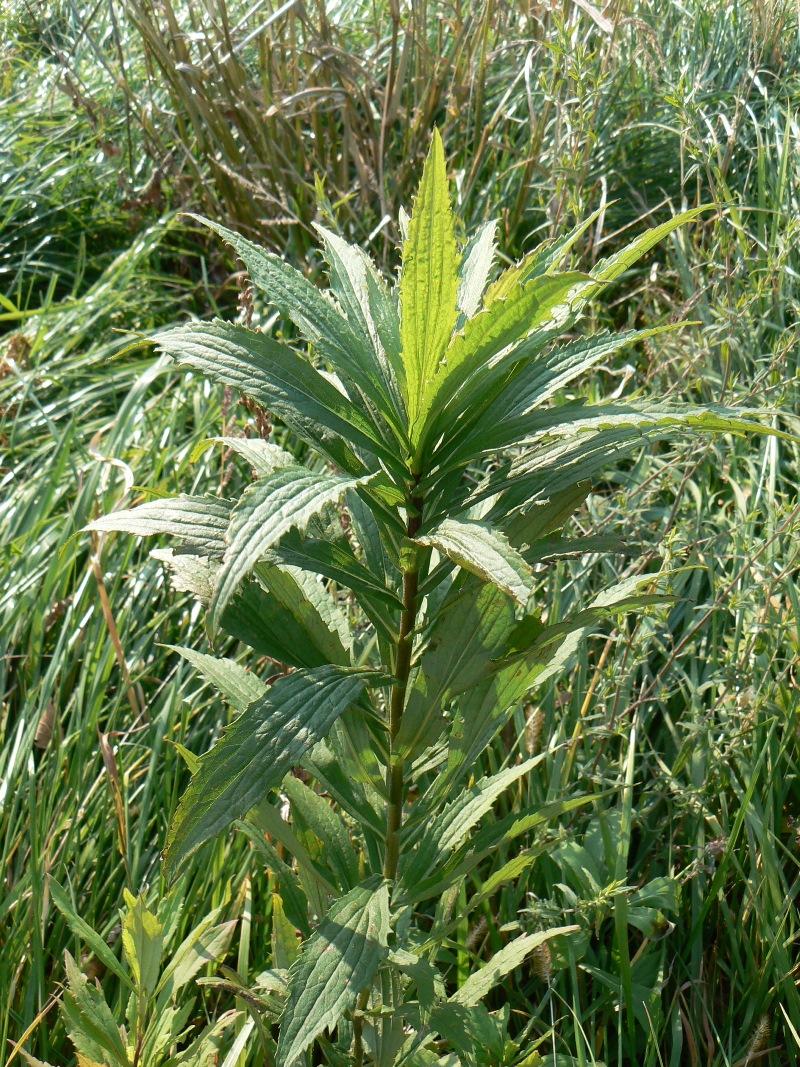 Изображение особи семейство Asteraceae.