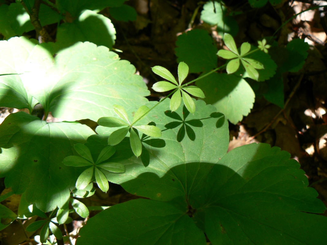 Image of Galium triflorum specimen.