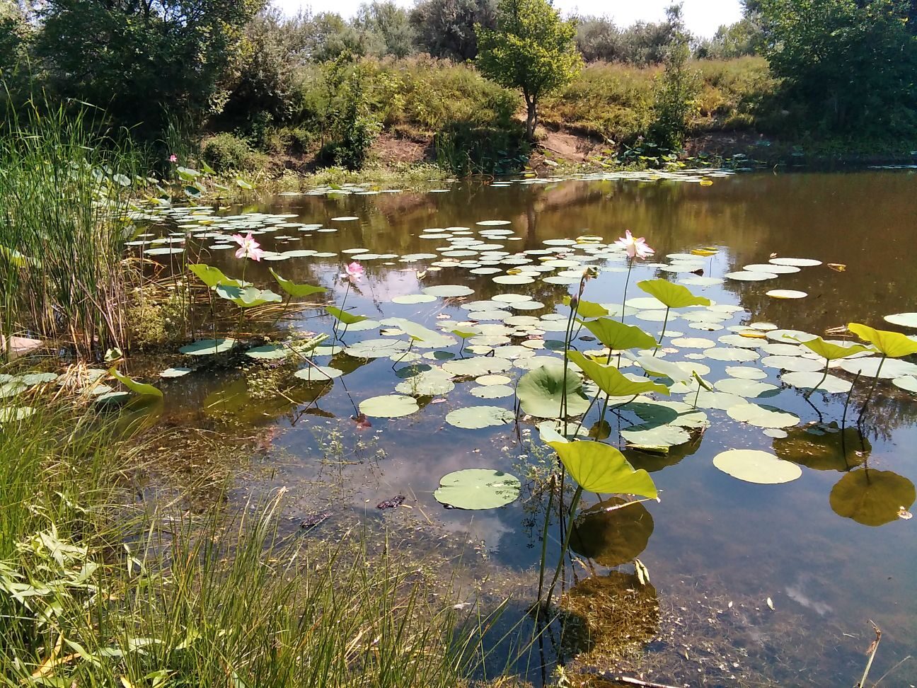 Image of Nelumbo caspica specimen.