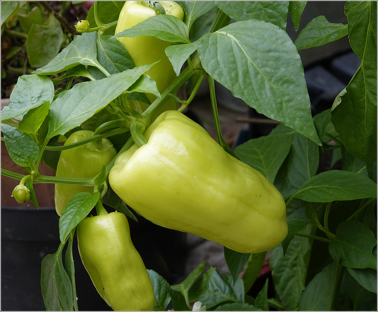 Изображение особи Capsicum annuum.