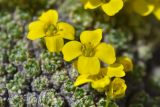 Draba bryoides. Цветки. Республика Северная Осетия-Алания, Алагирский р-н, Большой Кавказ, Скалистый хребет, северный склон в р-не Ходского перевала, ≈ 2690 м н.у.м., скальный выход. 01.07.2021.