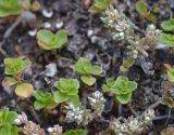 Sedum hispanicum. Цветущее растение (в сообществе с вегетирующим Sedum oppositifolium). Республика Северная Осетия-Алания, Ирафский р-н, Большой Кавказ, левый берег р. Даргонком, ≈ 1880 м н.у.м., каменистый берег реки. 05.07.2021.