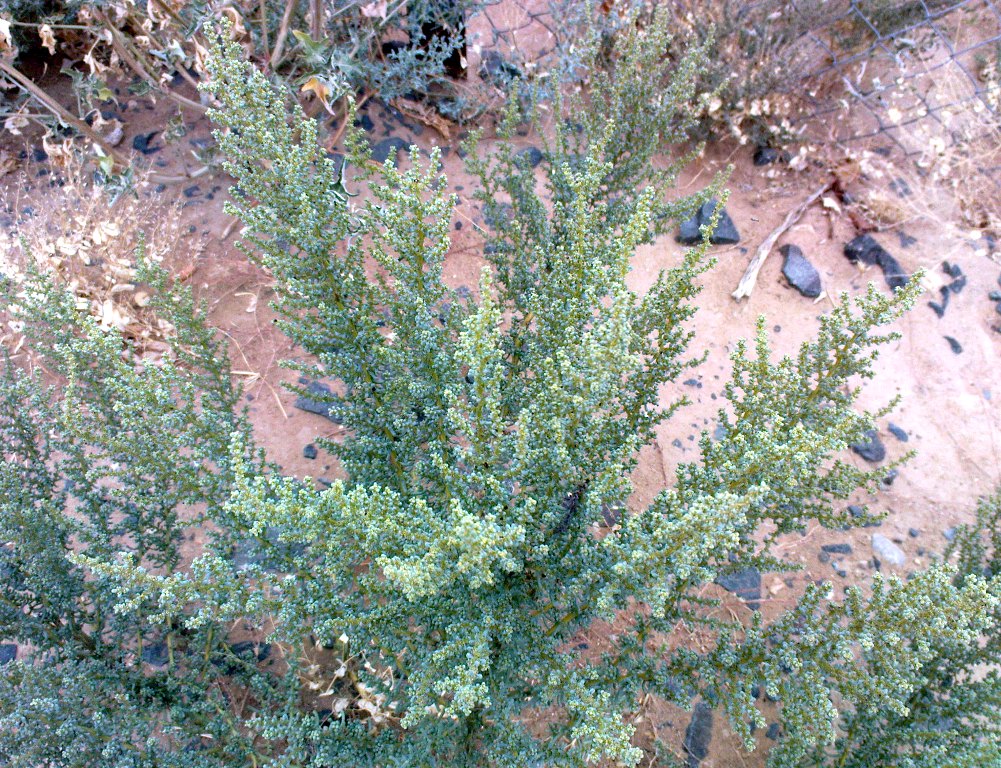 Изображение особи Salsola foliosa.