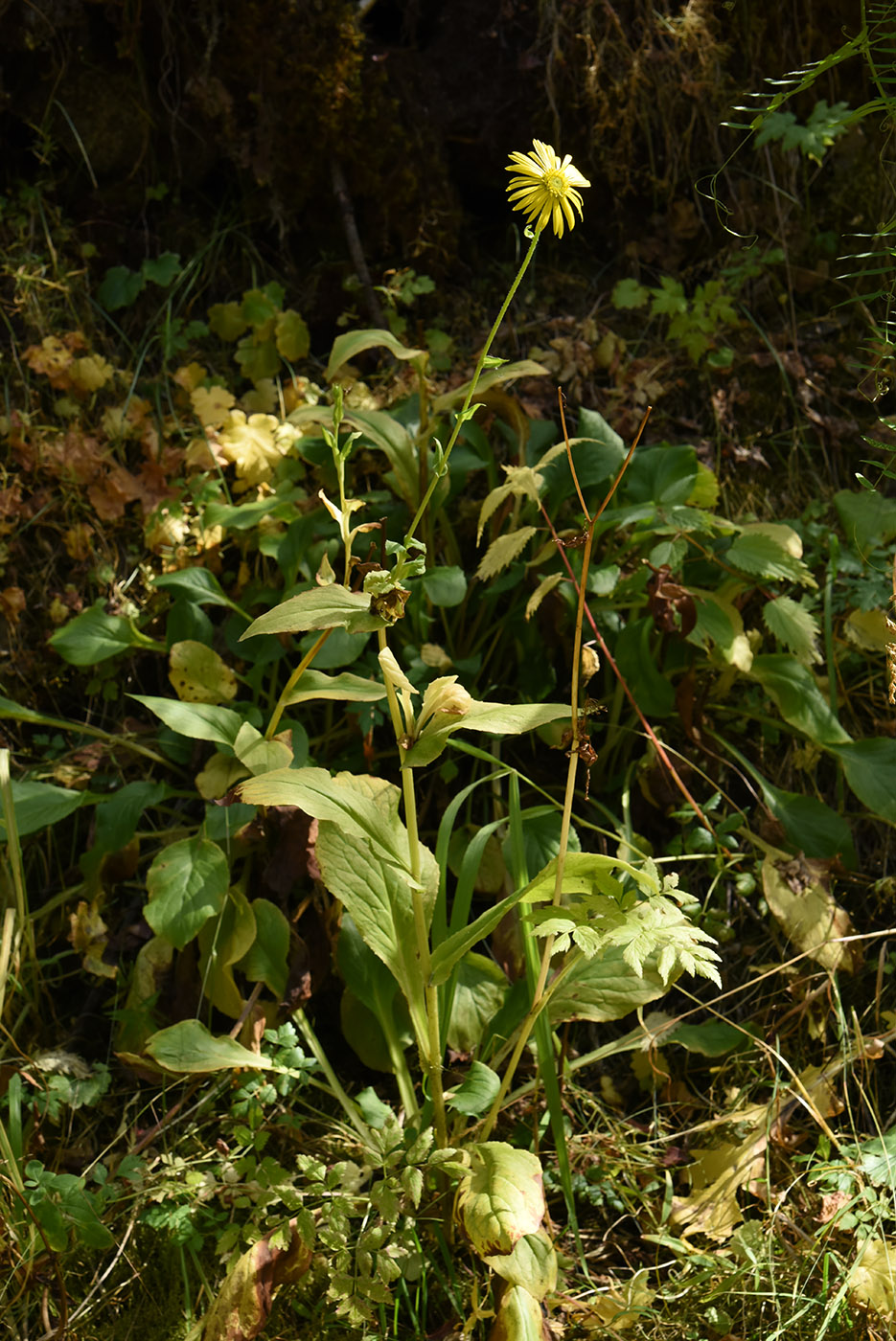 Image of Doronicum turkestanicum specimen.