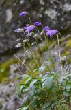 Campanula collina