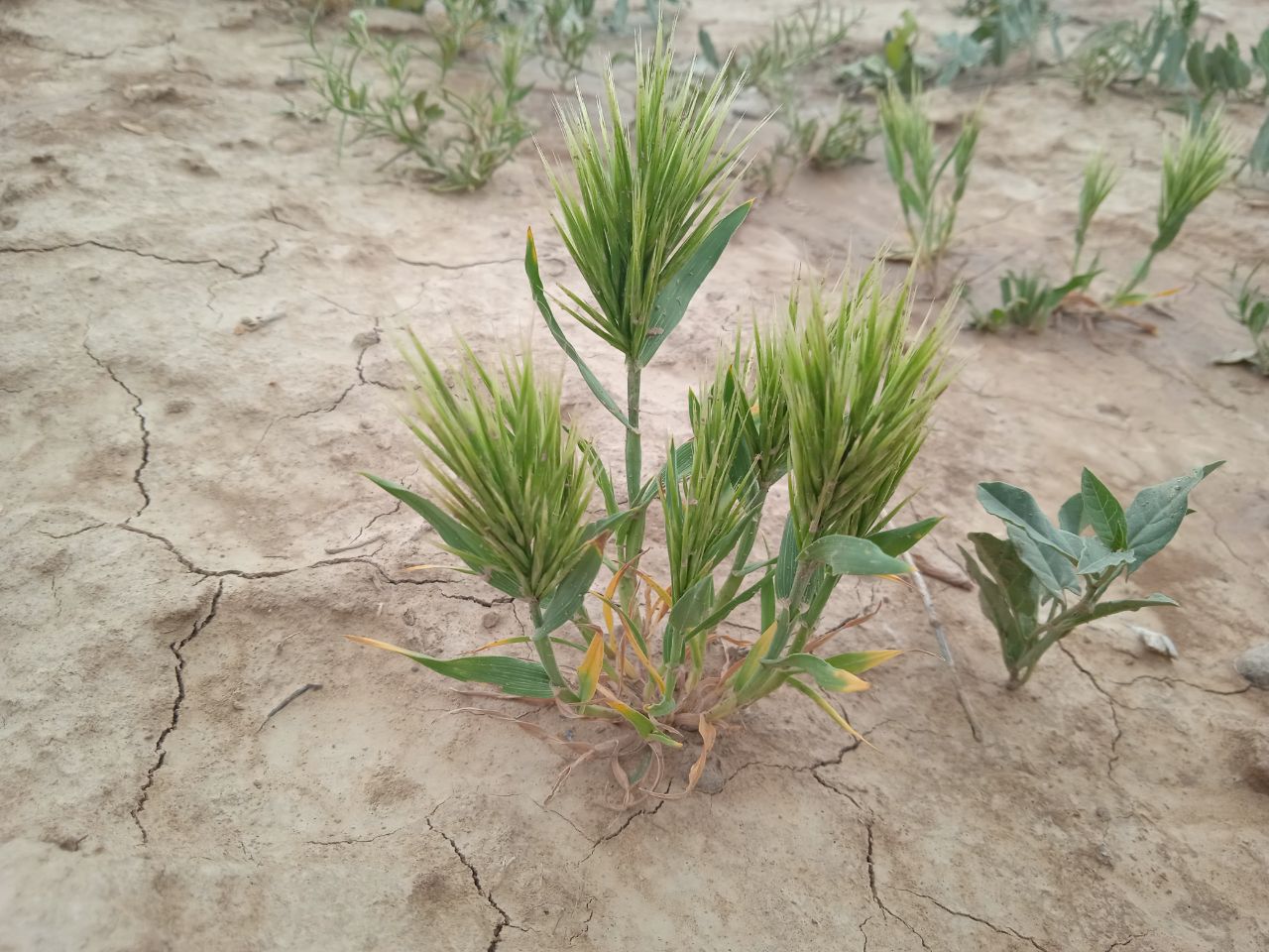 Изображение особи Bromus scoparius.