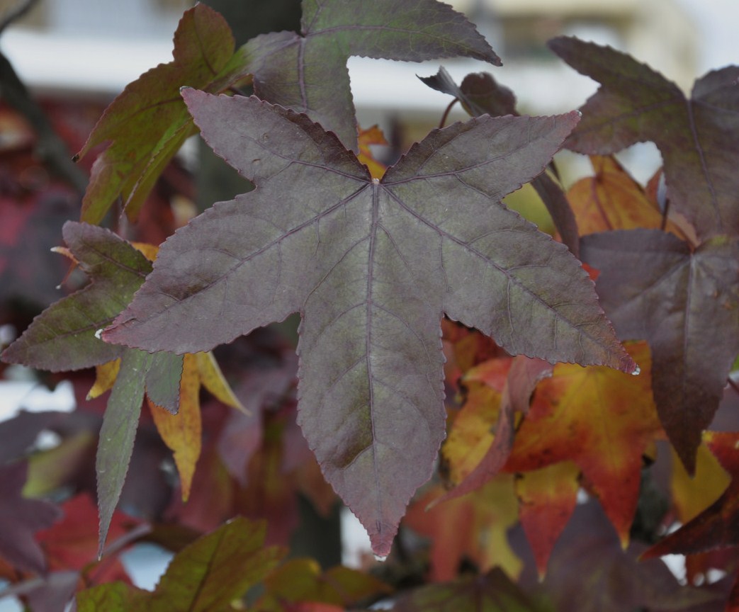 Image of Liquidambar styraciflua specimen.