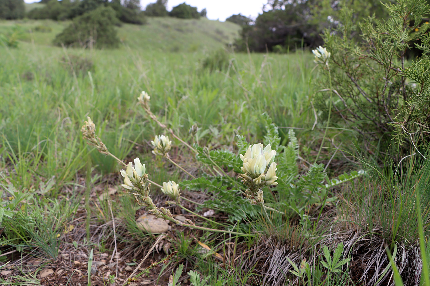 Изображение особи Oxytropis tachtensis.