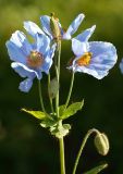 Meconopsis betonicifolia. Верхушка растения с цветками, бутонами и завязью (вверху). Санкт-Петербург, парк Ботанического сада БИН РАН, в культуре. 26.06.2022.