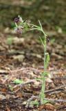 Ophrys mammosa. Отцветающее растение. Дагестан, Магарамкентский р-н, окр. с. Хтун-Казмаляр, Самурский лес. 7 мая 2022 г.
