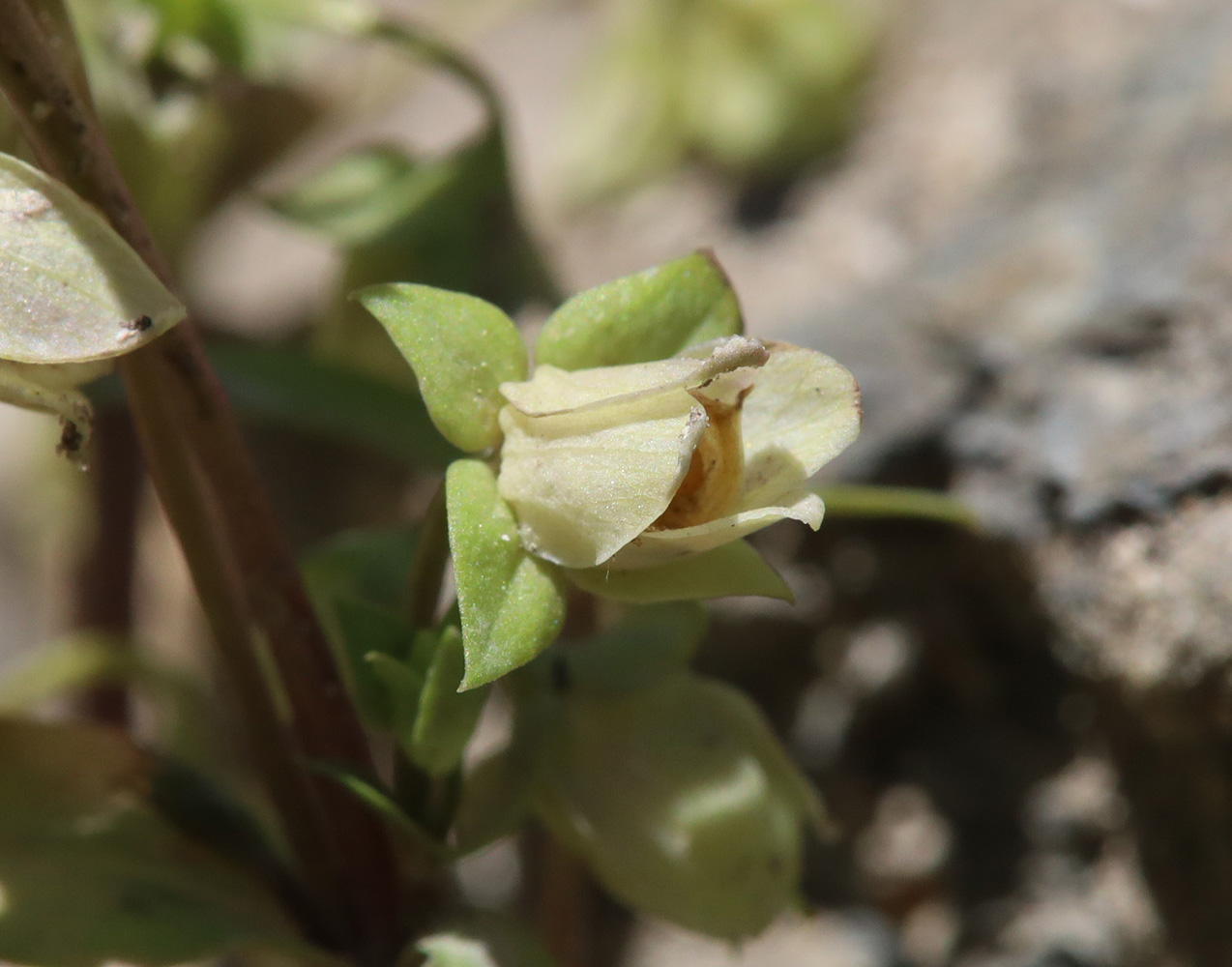 Image of Anagallidium dichotomum specimen.