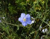 Linum austriacum. Цветок. Республика Ингушетия, Джейрахский р-н, окр. ур. Исмаил-Ков, луг. 21 июня 2022 г.