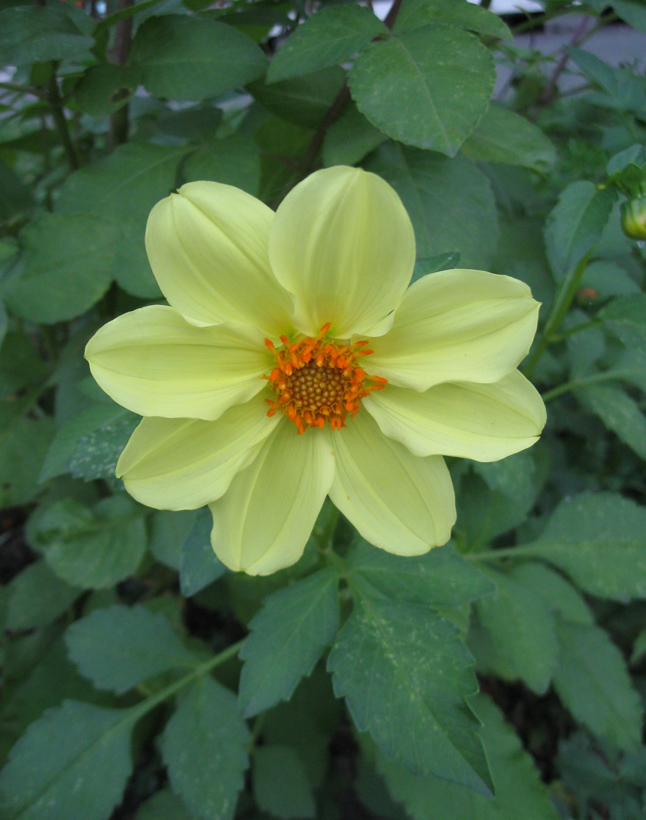 Image of Dahlia pinnata specimen.