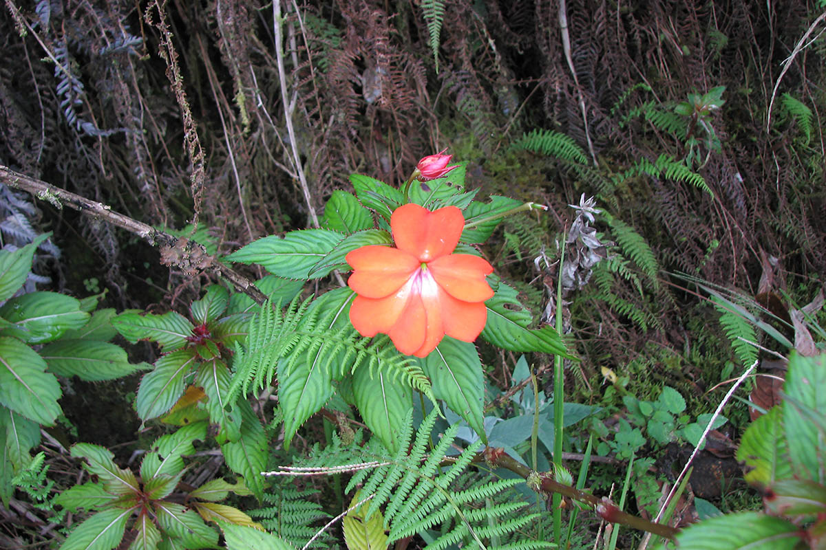 Image of Impatiens hawkeri specimen.