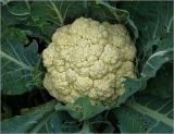 Brassica variety botrytis