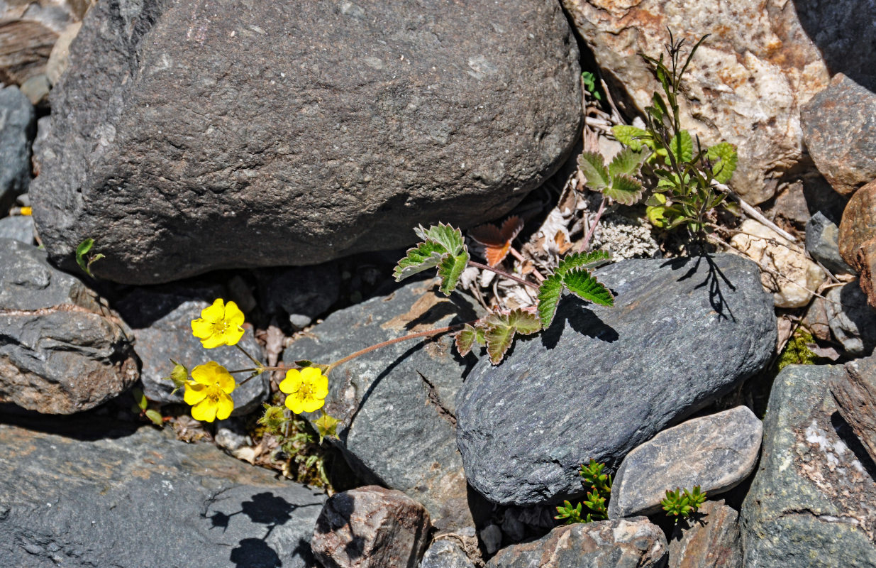 Изображение особи Potentilla crebridens.