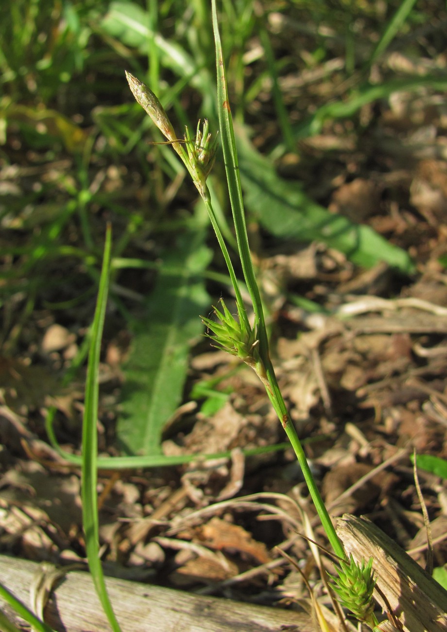 Image of genus Carex specimen.