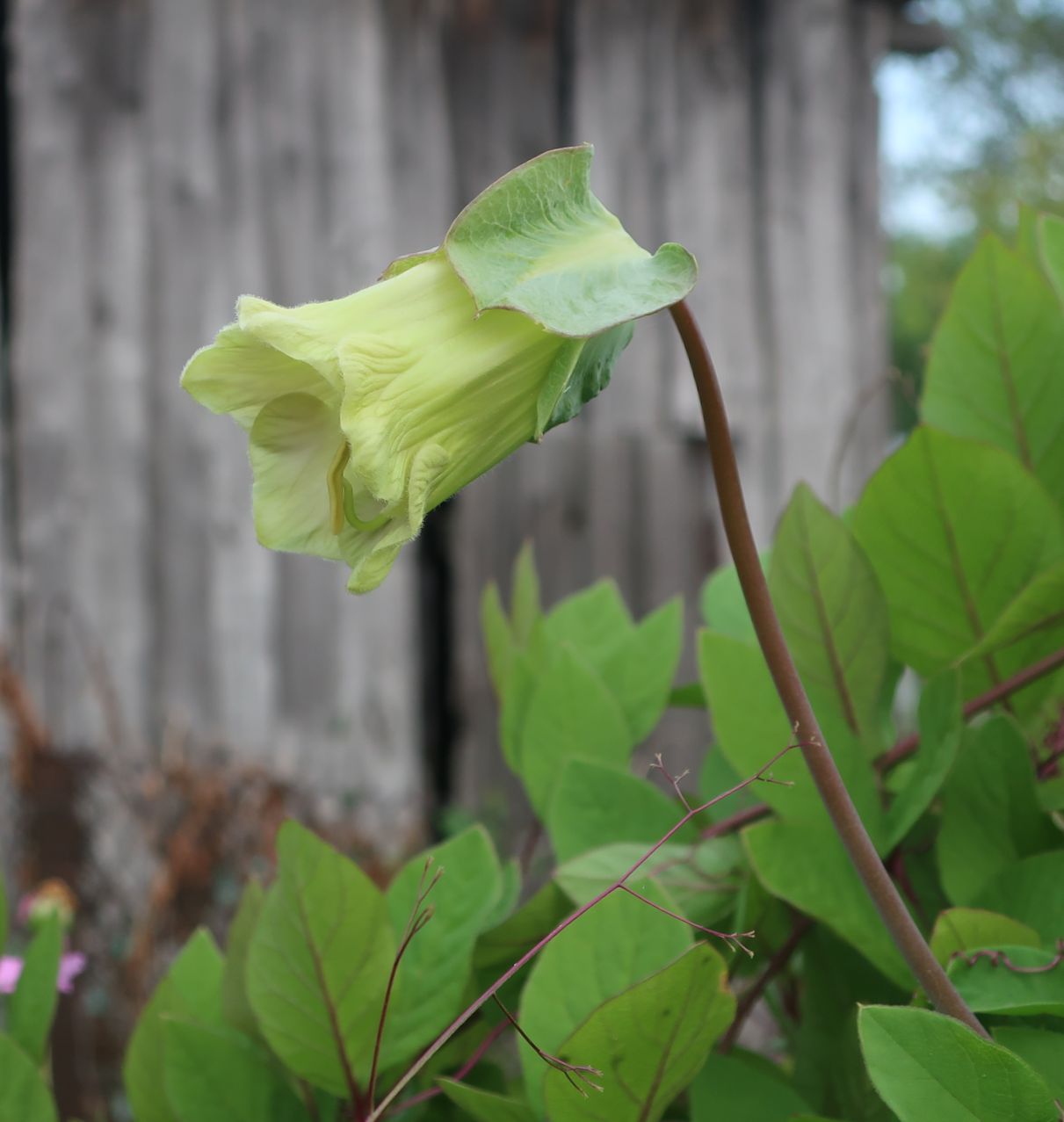 Image of Cobaea scandens specimen.