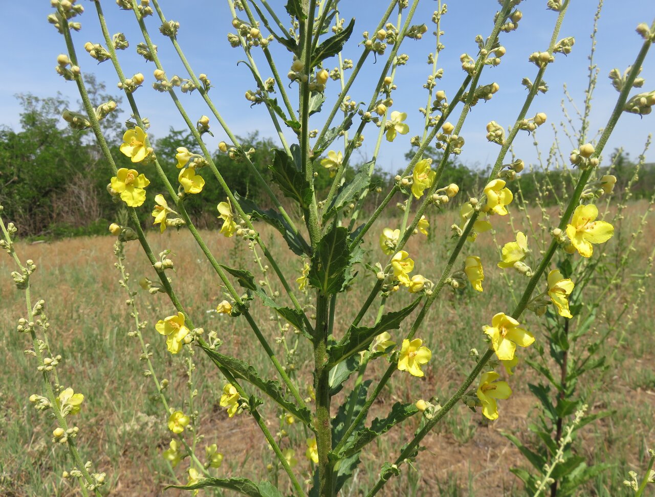 Image of Verbascum banaticum specimen.