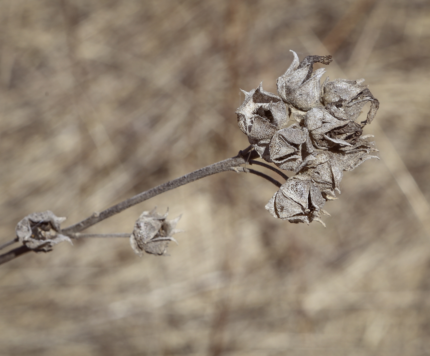 Image of Malva thuringiaca specimen.