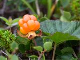 Rubus chamaemorus. Зрелый плод. Мурманская обл., окр. пос. Дальние Зеленцы, вороничная тундра. 03.08.2022.