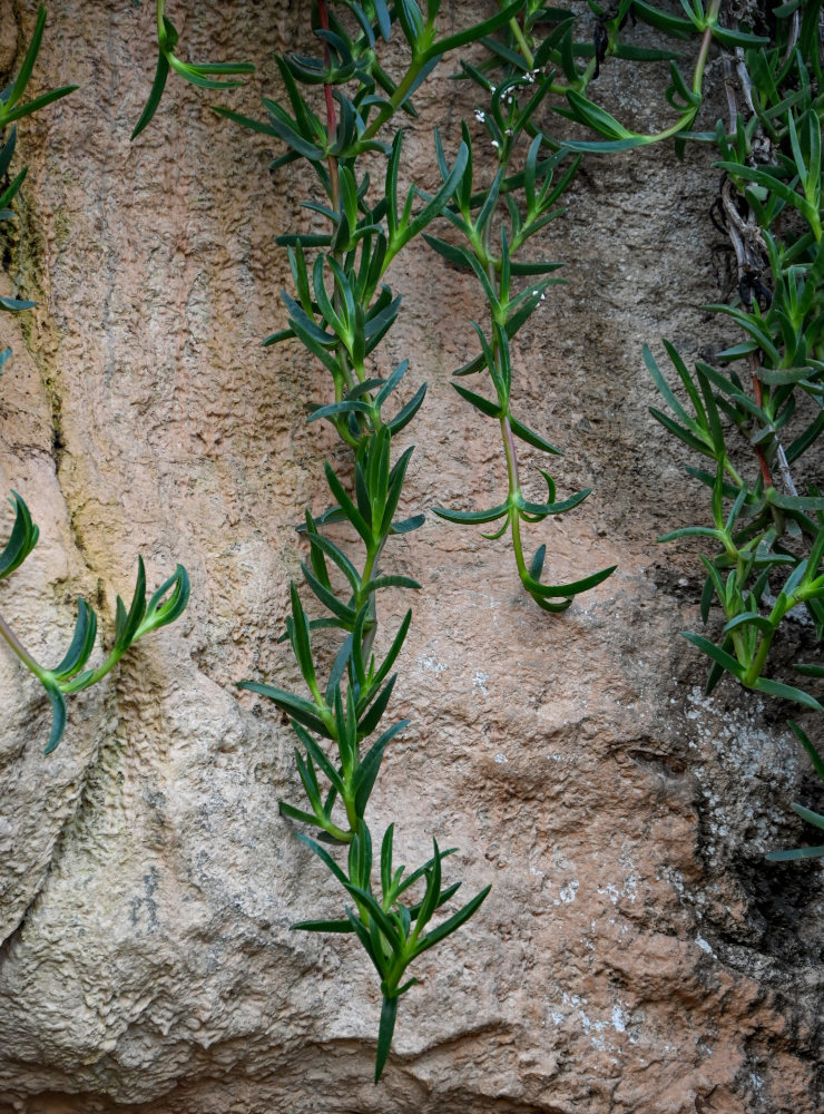 Image of Carpobrotus chilensis specimen.