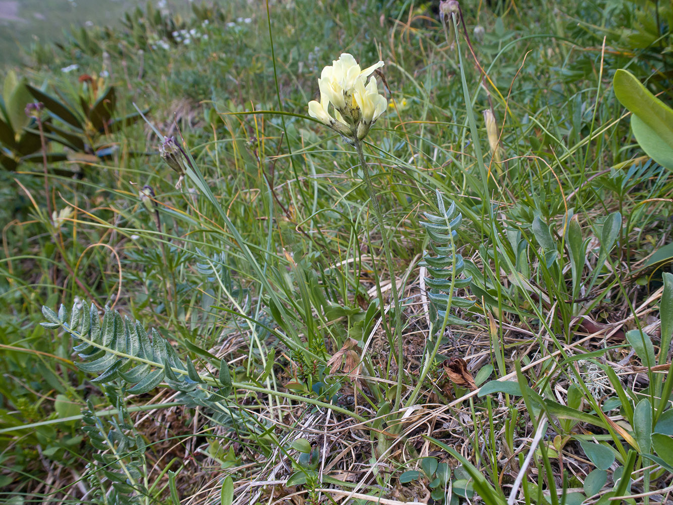 Изображение особи Astragalus resupinatus.