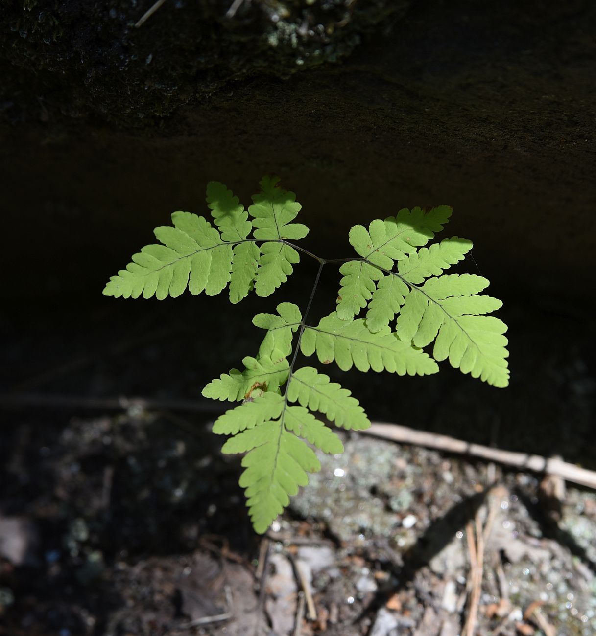 Image of Gymnocarpium dryopteris specimen.