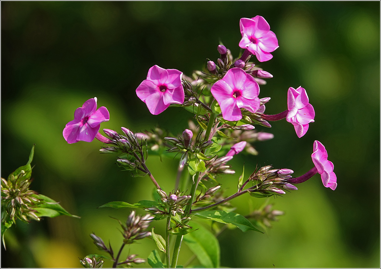 Изображение особи Phlox paniculata.