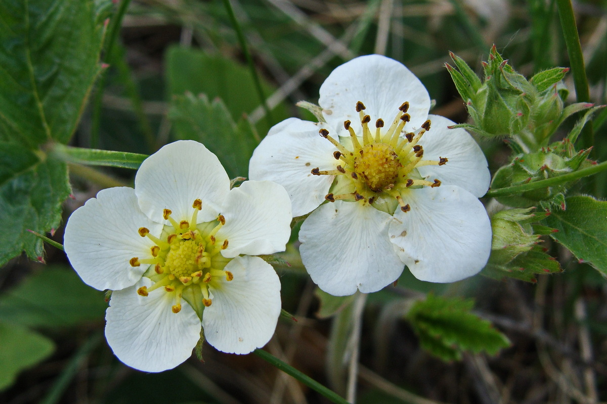 Image of Fragaria orientalis specimen.