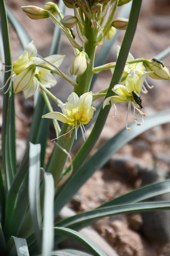 Изображение особи Eremurus luteus.