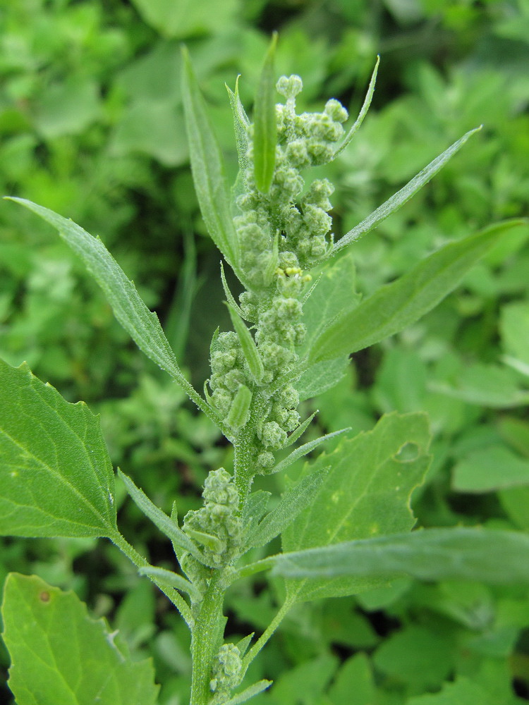 Изображение особи Chenopodium album.