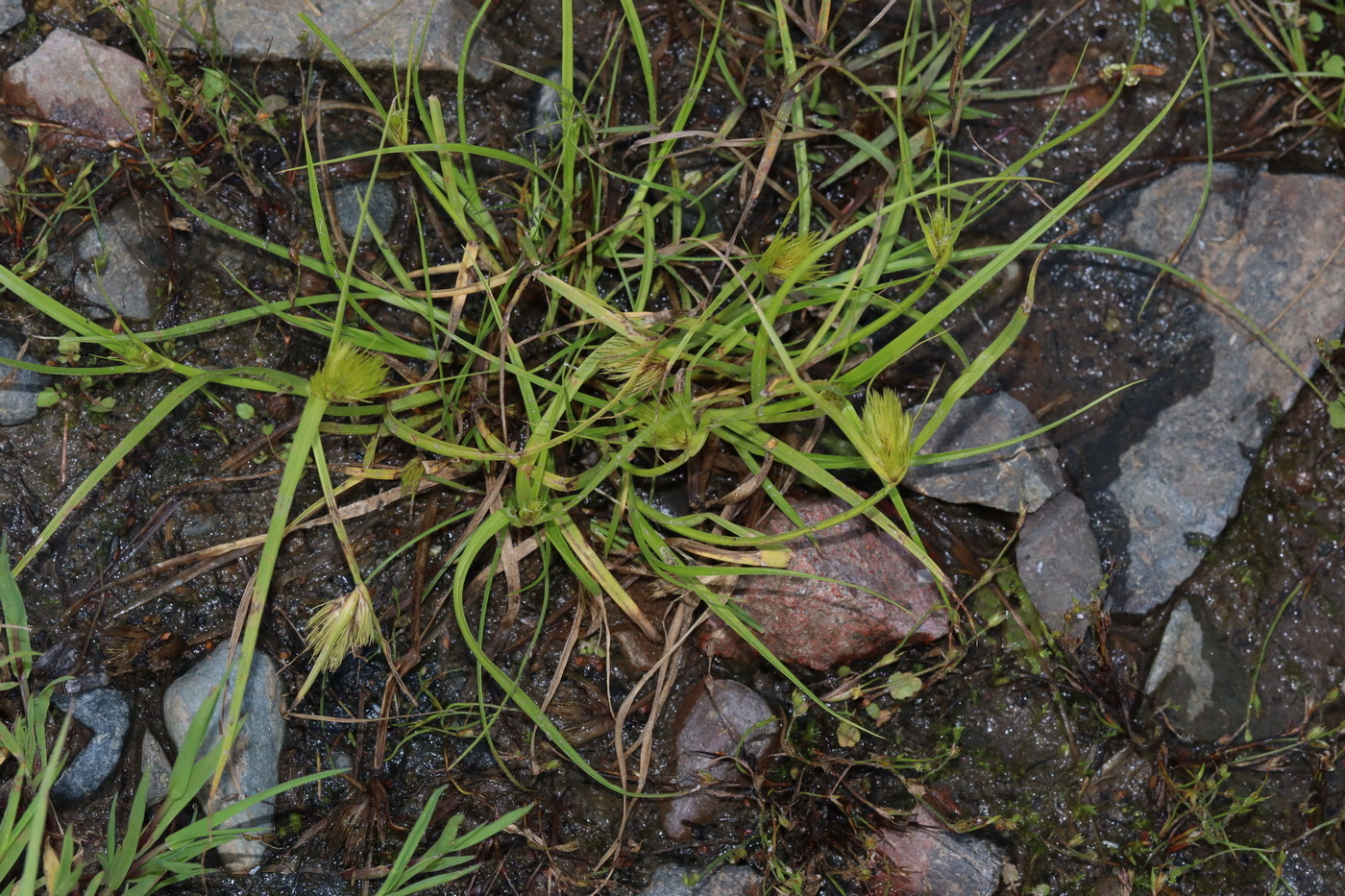 Изображение особи Carex bohemica.