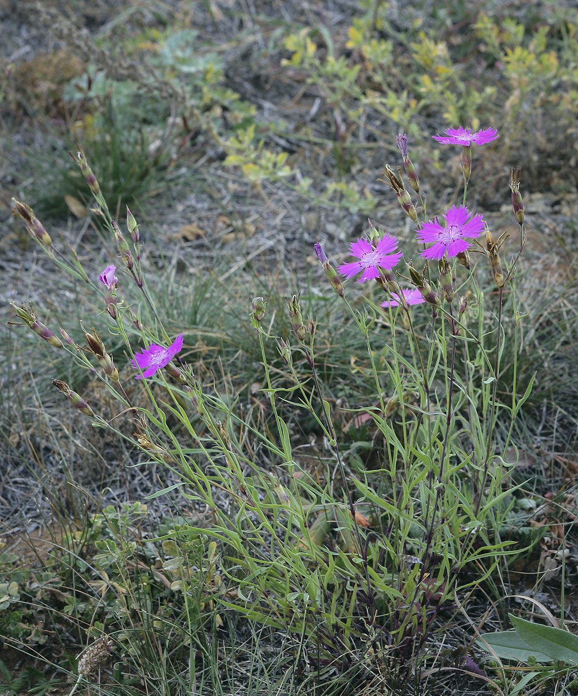 Image of Dianthus versicolor specimen.