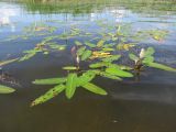 Persicaria amphibia