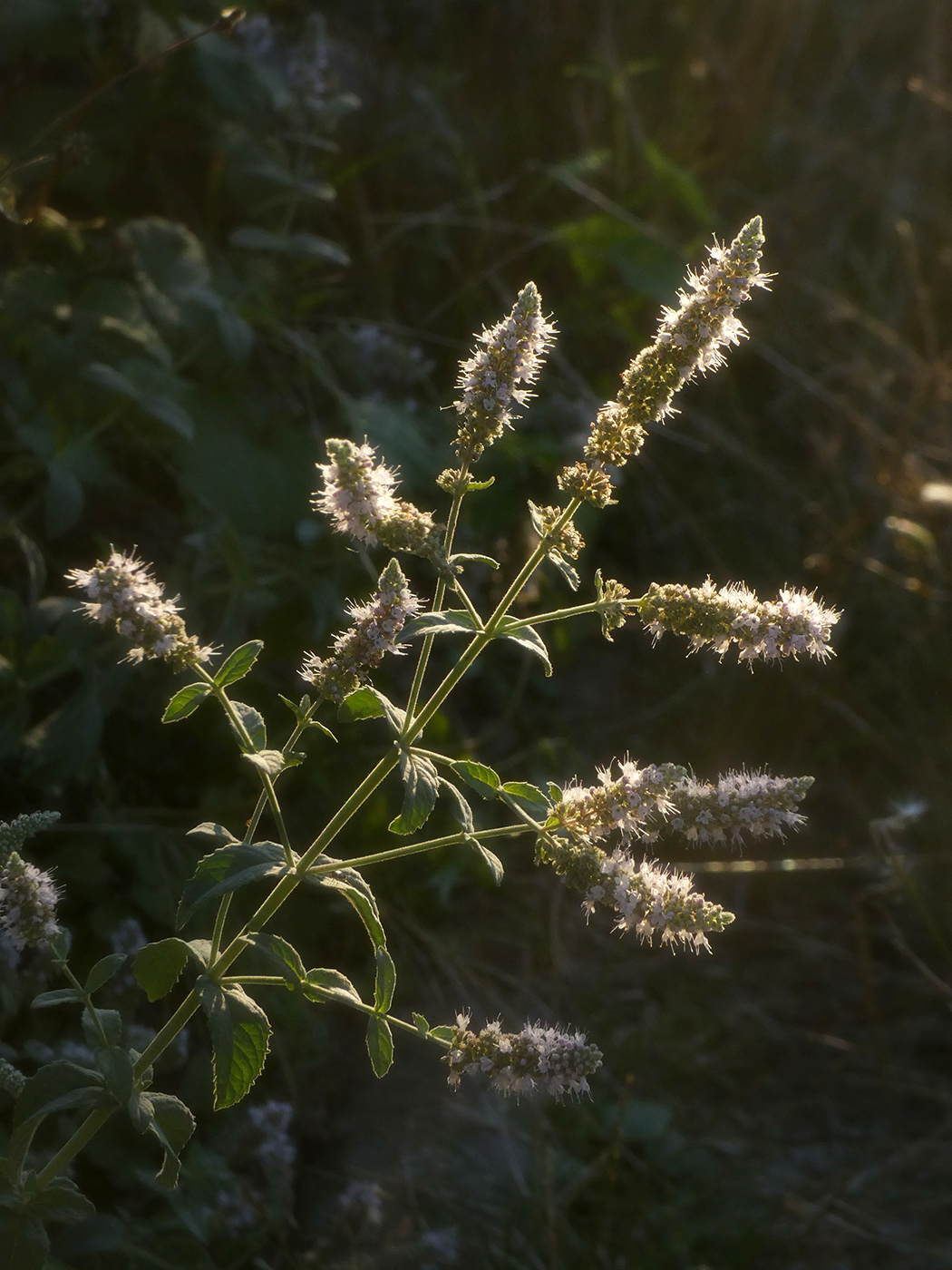 Image of Mentha longifolia specimen.