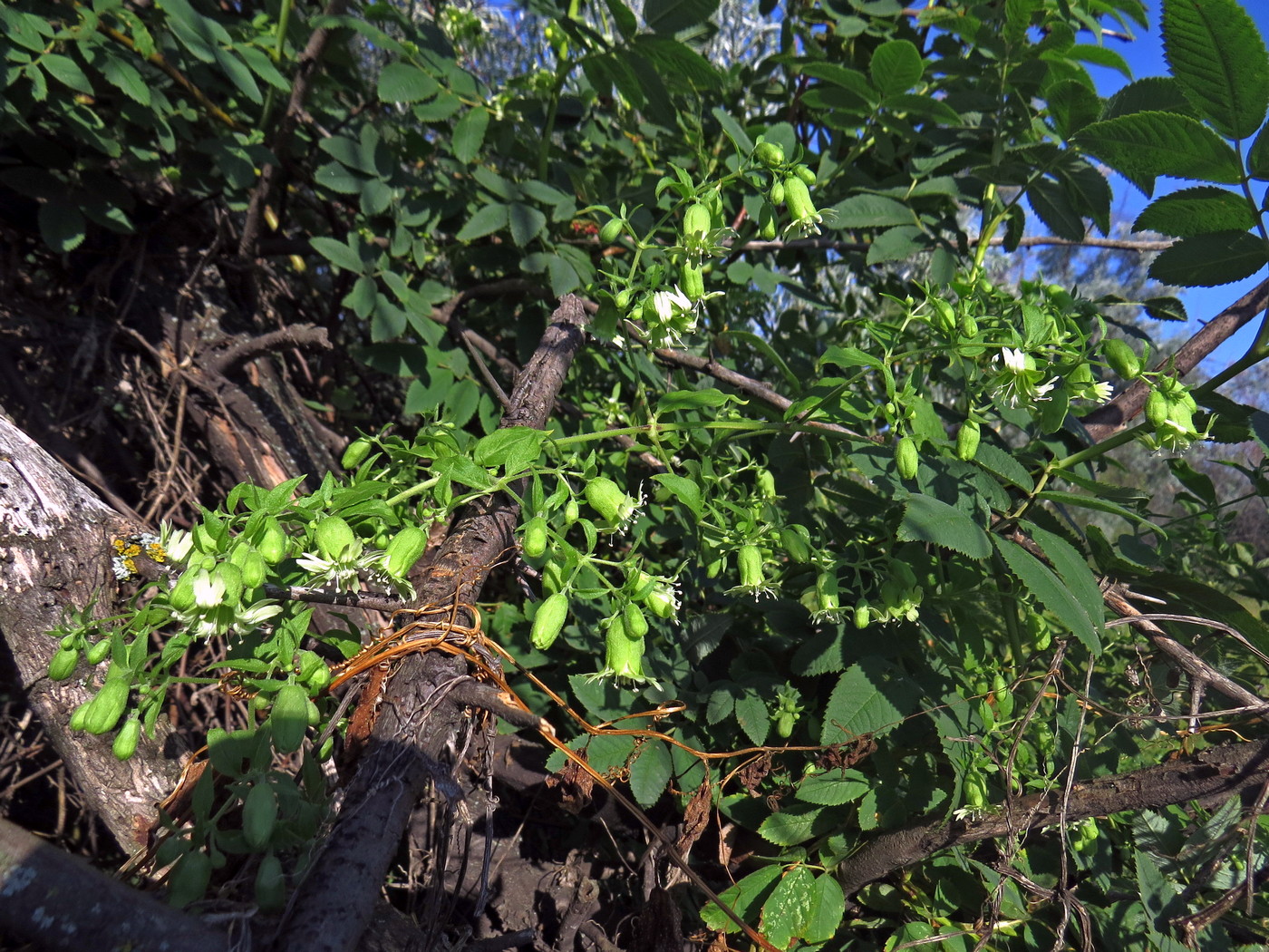 Image of Cucubalus baccifer specimen.