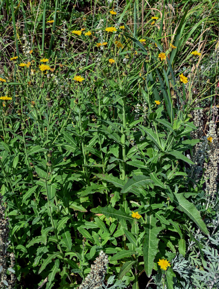 Изображение особи Sonchus arvensis.