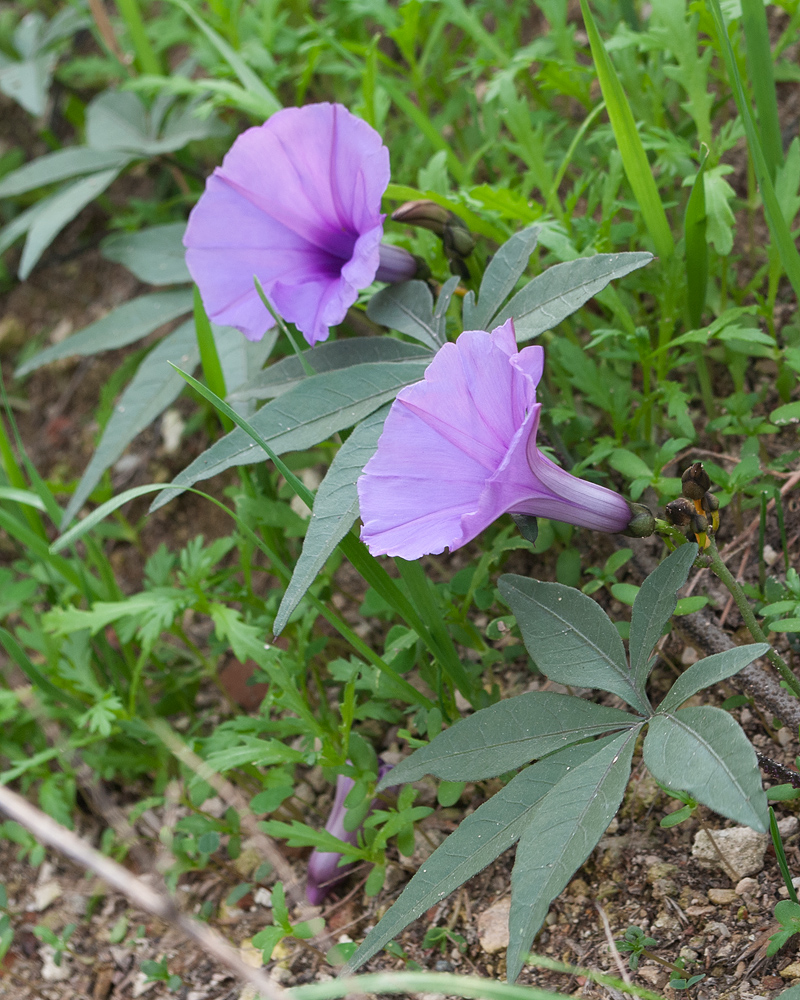 Image of Ipomoea cairica specimen.