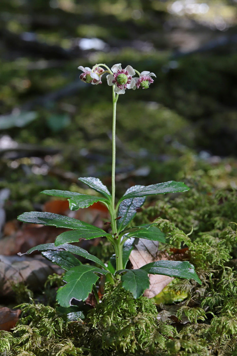 Изображение особи Chimaphila umbellata.