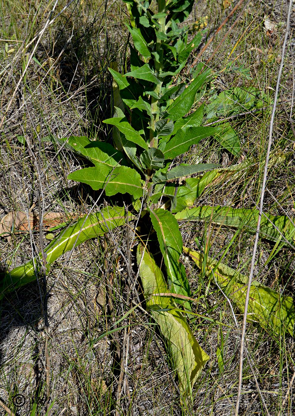 Изображение особи Verbascum lychnitis.