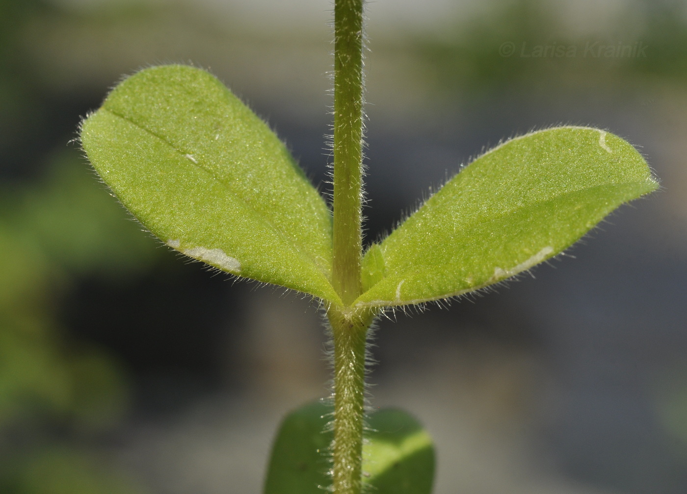 Изображение особи Cerastium holosteoides.