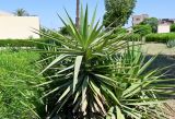 Yucca aloifolia